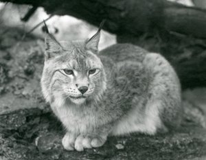 Een Noordelijke Lynx die op een rots zit, London Zoo, oktober 1925 door Frederick William Bond