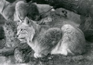 Een Noordelijke Lynx zittend op een rots, London Zoo, oktober 1925 door Frederick William Bond