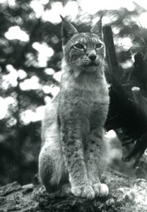 Een Noordelijke Lynx zittend in London Zoo, juli 1925 door Frederick William Bond