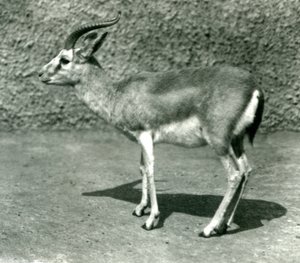 Een Perzische Gazelle in de London Zoo in juni 1925