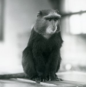 Een Pluto-aap, of Blauwe Aap, zittend op een bank, London Zoo
