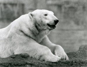 Een ijsbeer rustend op een rotsrichel in de London Zoo in 1931 door Frederick William Bond