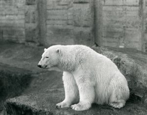 Een ijsbeer zittend op een rotsrichel in de London Zoo in september 1927 door Frederick William Bond
