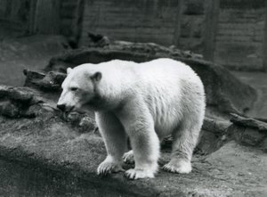 Een ijsbeer staand aan de rand van zijn verblijf aan de voet van de Mappin Terrassen, London Zoo, september 1928 door Frederick William Bond
