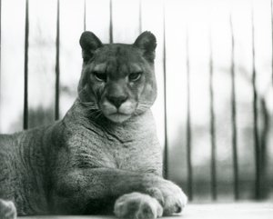 Een poema/cougar/bergleeuw/catamount rustend in de London Zoo in 1931
