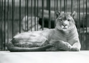 Een PoemaCougarBergleeuw liggend in zijn verblijf in de London Zoo in juni 1925