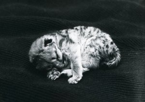 Een Puma welp in de Londense Zoo door Frederick William Bond