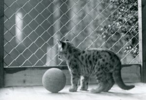 Een poema kitten, met een bal, kijkt uit zijn verblijf, London Zoo, 1923 door Frederick William Bond