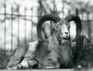 Een Ram zittend in de London Zoo, 1925 door Frederick William Bond