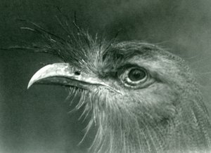 Een roodpootseriema in London Zoo in 1924 door Frederick William Bond