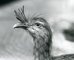 Een Roodpootseriema in London Zoo in 1929 (zwart-wit foto) door Frederick William Bond