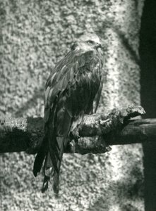 Een rode wouw zittend op een tak in London Zoo in 1924