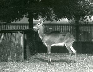 Een rode lechwe in de Londense dierentuin, juli 1924
