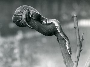 Een Koninklijke Balpython die zich een weg baant langs een tak in London Zoo, oktober 1925 door Frederick William Bond
