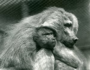 Een heilige baviaan met zijn jong in de London Zoo door Frederick William Bond