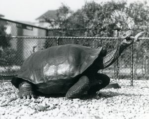 Een Zadelrug, Galapagos Schildpad gevoerd met een banaan op een stok (zwart-wit foto) door Frederick William Bond