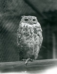 Een Savigny’s Farao Oehoe rustend op een tak bij London Zoo, september 1925 door Frederick William Bond