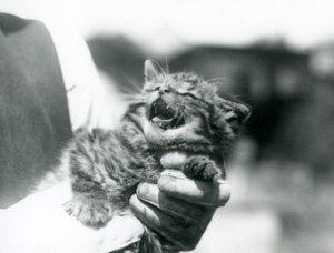 Een Schotse wilde kat kitten gehouden in de handen van zijn verzorger, London Zoo