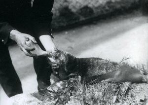 Een Zeehondenpup die door zijn verzorger met de fles wordt gevoed, London Zoo, augustus 1925