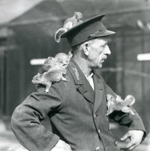 Een tweede klas verzorger met vier jonge grijze eekhoorns die op zijn uniformhoed en -jas klimmen, London Zoo