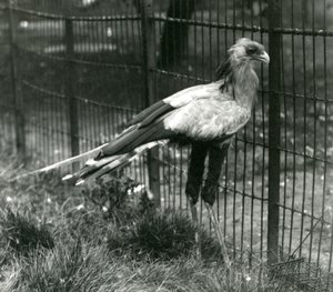 Een secretarisvogel in London Zoo, september 1923 door Frederick William Bond