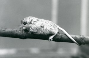 Een Shaws Jird klimmend langs een tak in London Zoo in 1927 door Frederick William Bond