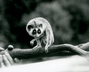 Een Slanke Loris kijkend naar beneden vanaf een tak die in de handen van een verzorger wordt gehouden, London Zoo, augustus 1926 door Frederick William Bond