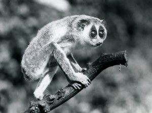 Een slanke lori lopend op een tak, London Zoo, augustus 1926 door Frederick William Bond
