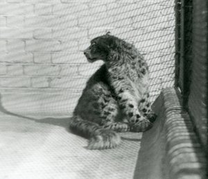 Een Sneeuwluipaard zittend op de grond, London Zoo door Frederick William Bond