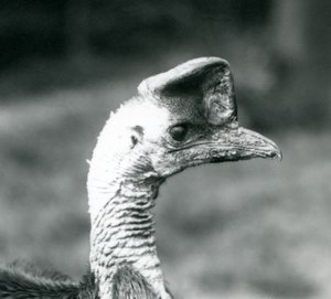 Een Zuidelijke Kasuaris in London Zoo, juni 1925 door Frederick William Bond