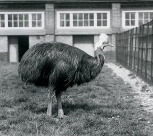 Een Zuidelijke Kasuaris in de London Zoo in juni 1925 door Frederick William Bond