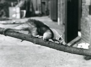 Een Zuidelijke Tamandua/Kraagmiereneter/Kleine Miereneter, lopend langs een tak in de London Zoo door Frederick William Bond