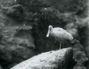 Een Lepelaar staat op een rots in de Londense Zoo in september 1927
