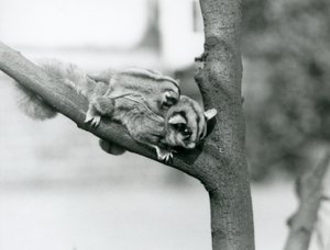 Een suikereekhoorn op een tak met haar baby op haar rug, London Zoo door Frederick William Bond