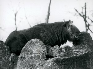 Een Takin, ook bekend als een Runderchamois of Gnoegeit, rustend op een rots, London Zoo, 1925 door Frederick William Bond