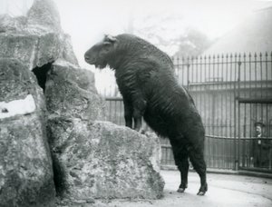 Een takin, ook bekend als een rundergems of gnoegeit, staand rechtop met zijn voorpoten rustend op een rots, London Zoo door Frederick William Bond