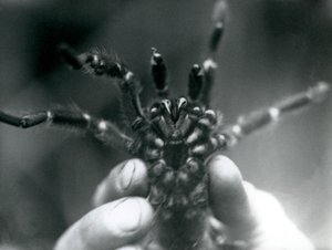 Een Tarantula die omhoog wordt gehouden om zijn giftanden van onderen te laten zien, London Zoo, oktober 1925 door Frederick William Bond