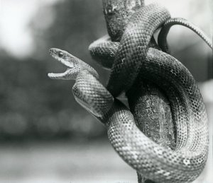Een Texaanse rattenslang gapend, terwijl hij om een bijna verticale tak is gewikkeld, London Zoo, augustus 1928 (zwart-wit foto) door Frederick William Bond