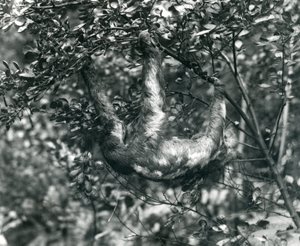 Een drievingerige luiaard hangend aan een bladerige tak in de London Zoo, augustus 1920 door Frederick William Bond