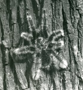 Een Trinidad Chevron Tarantula op de schors van een boomstam, London Zoo, oktober 1926 door Frederick William Bond