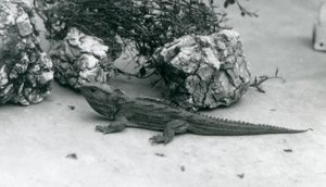 Een Tuatara in de London Zoo in 1927 door Frederick William Bond