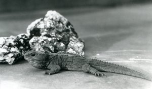 Een Tuatara, liggend voor een rots, in de London Zoo in 1928 door Frederick William Bond
