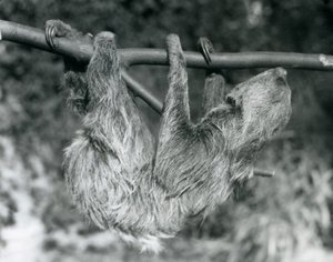 Een tweeteenluiaard hangend aan een afgezaagde tak, London Zoo, 1927 door Frederick William Bond