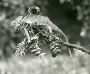 Een gesluierde of Jemen kameleon aan het einde van een bladerige tak in London Zoo, juni 1924 door Frederick William Bond