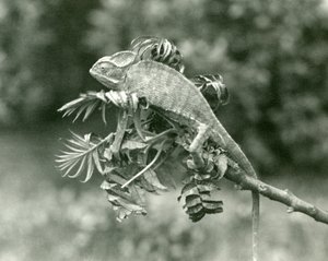Een gesluierde of Jemen kameleon aan het einde van een bladerige tak in London Zoo, juni 1924 door Frederick William Bond
