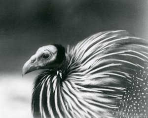 Een gierparelhoen in London Zoo in 1927 door Frederick William Bond