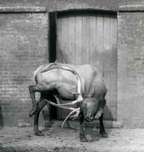 Een WapitiElk hert staand in zijn verblijf in London Zoo in september 1927