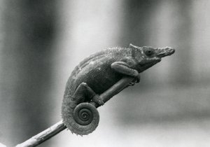 Een West Usambara tweehoornige kameleon, London Zoo, 1927 door Frederick William Bond