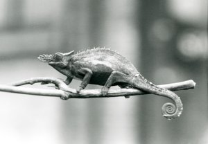 Een West Usambara tweehoornige kameleon, London Zoo, 1927 door Frederick William Bond