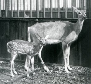 Een Witte Staart Virginiahert met haar kalf in de London Zoo in augustus 1927